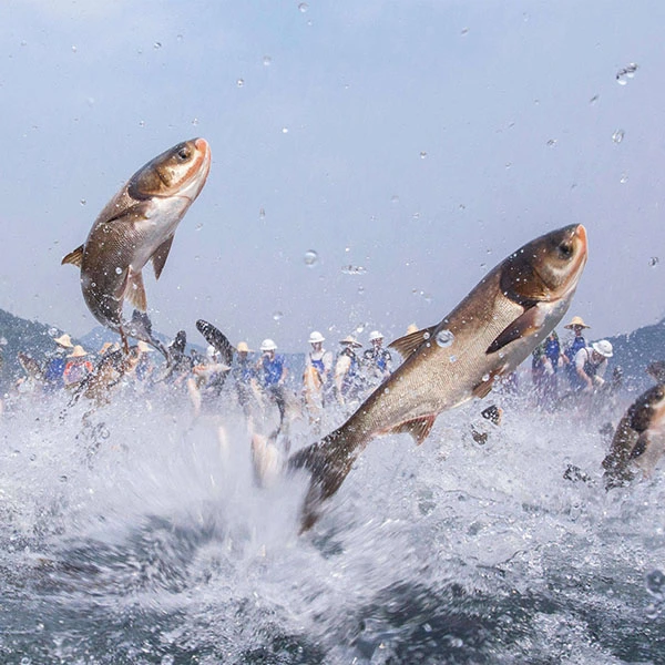 Wild gefangener Fisch