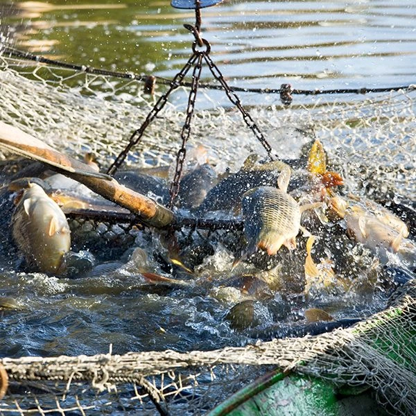 Zuchtfisch