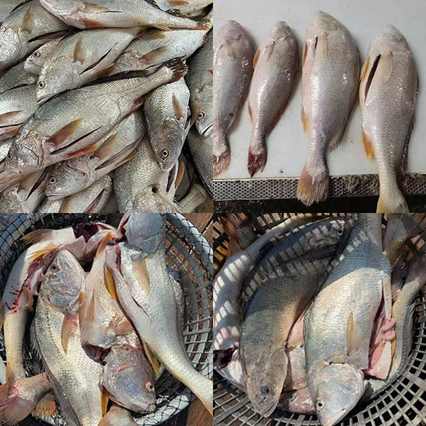 Frisch gefrorener weißer Croaker, ausgenommen