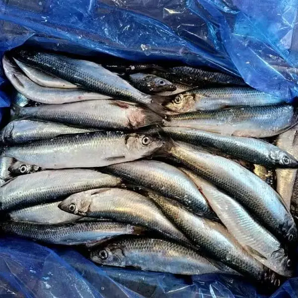 Gefrorener Hering im Ganzen Gefrorener Hering im Ganzen