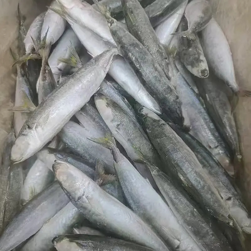 Gefrorener Layang-Scad rundherum