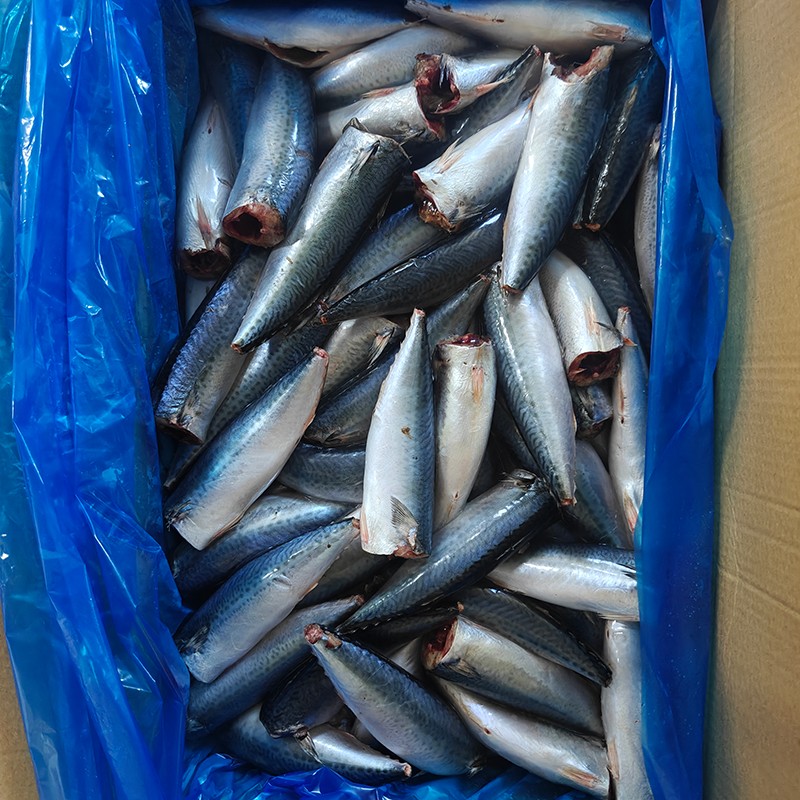 Gefrorene pazifische Makrele HGT