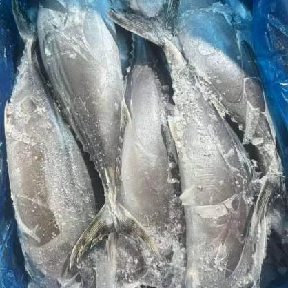 Gefrorener Sarda-Thunfisch, ganz rund