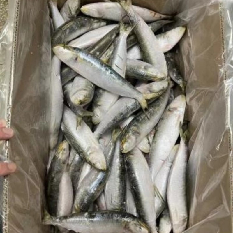Gefrorene Sardine, ganze Runde