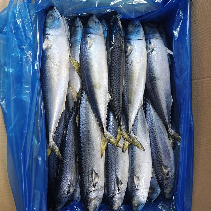 Pazifische Makrele mit hohem Fettgehalt, ganz rund