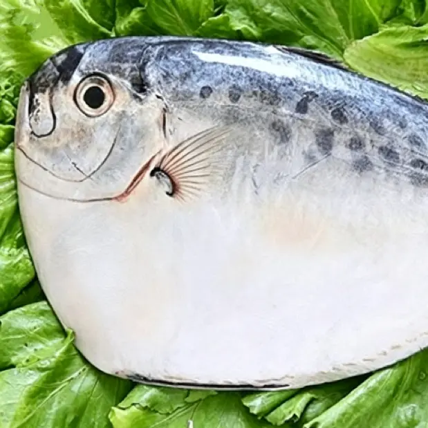 IQF gefrorener Mondfisch, ganz rund