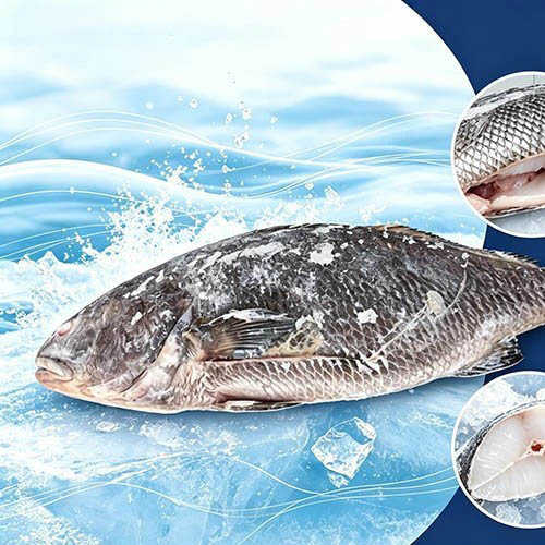 Nährstoffreicher, gefrorener brauner Croaker, ausgenommen