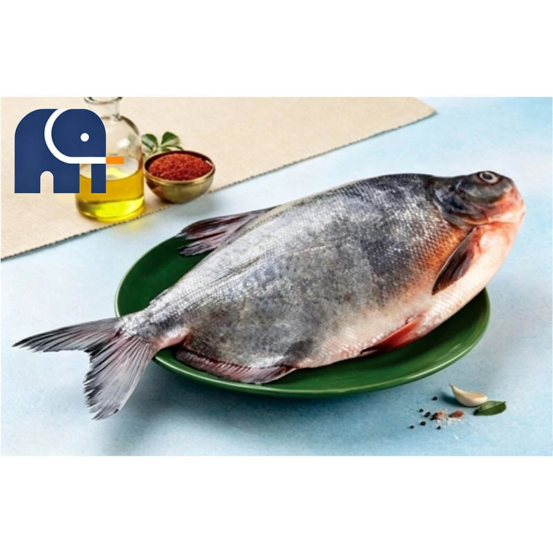 Premium gefrorener roter Pomfret, ganz rund