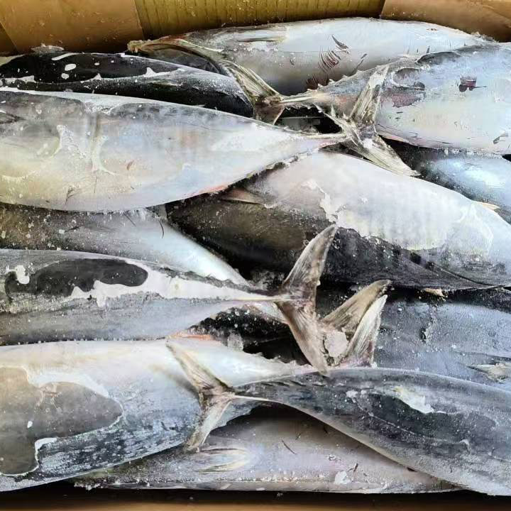 Meergefrorener Bonito-Thunfisch, ganz rund