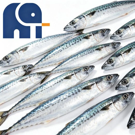 Meeresgefrorene pazifische Makrele